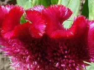 Mais où veut-elle en venir ???? CELIOSA CRISTATA ou crête... Mais où veut-elle en venir ???? CELIOSA CRISTATA ou crête...