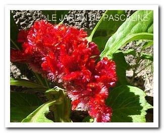 Mais où veut-elle en venir ???? CELIOSA CRISTATA ou crête... Mais où veut-elle en venir ???? CELIOSA CRISTATA ou crête...