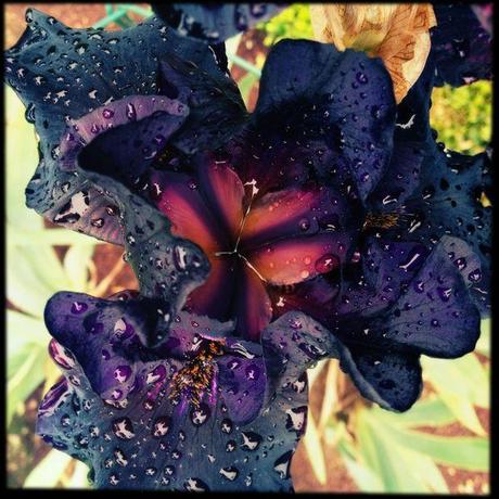 BREF : en vrac... c'est l'été ! IMG_1788