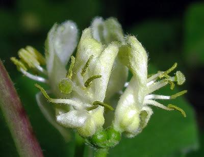 Lonicera xylosteum (Camérisier)