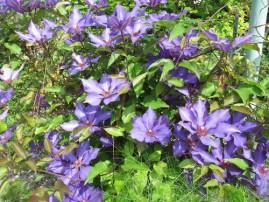 Au jardin j-ai-descendu-dans-mon-jardin-1384.JPG