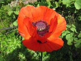 Au jardin j-ai-descendu-dans-mon-jardin 1367