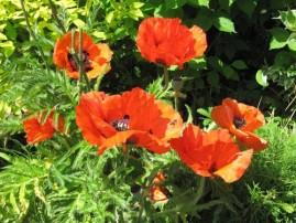 Au jardin j-ai-descendu-dans-mon-jardin 1407