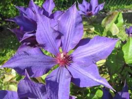 Au jardin j-ai-descendu-dans-mon-jardin 1364