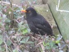 Au jardin j-ai-descendu-dans-mon-jardin 0978