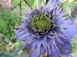 Au jardin j-ai-descendu-dans-mon-jardin 1371