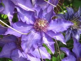 Au jardin j-ai-descendu-dans-mon-jardin 1387