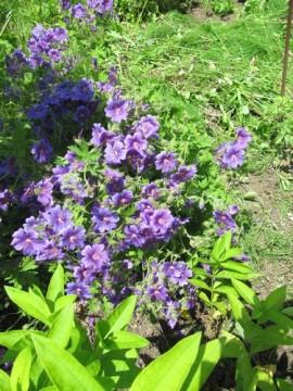 Au jardin j-ai-descendu-dans-mon-jardin 1417