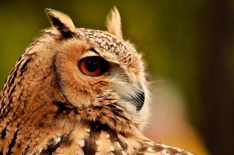 CONTINUER LA CONVERSATION SUR L'ÂME IMMORTELLE UN-AIGLE-HIBOU.jpg