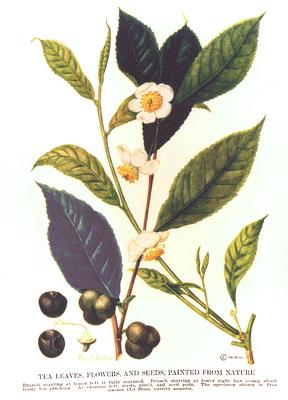 SWAPS, le tour des cadeaux et univers