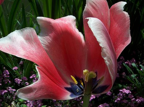 Fondation Claude Monet - Giverny Fondation Claude Monet - Giverny