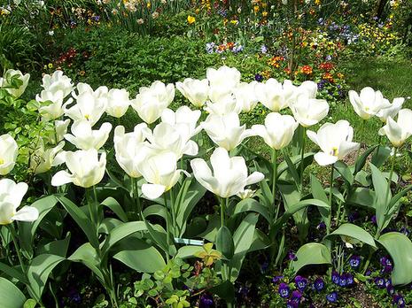 Fondation Claude Monet - Giverny Fondation Claude Monet - Giverny