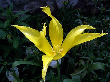 Fondation Claude Monet - Giverny Fondation Claude Monet - Giverny