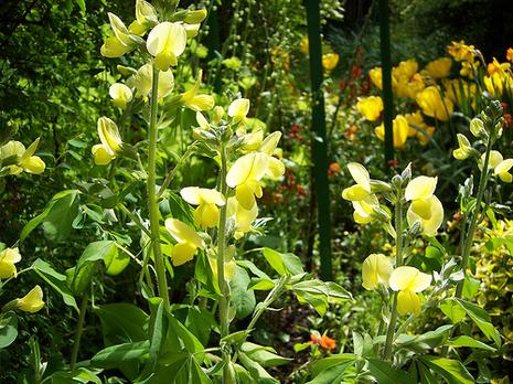 Fondation Claude Monet - Giverny Fondation Claude Monet - Giverny