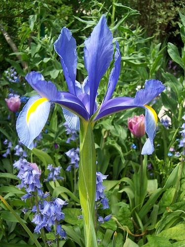 Fondation Claude Monet - Giverny Fondation Claude Monet - Giverny