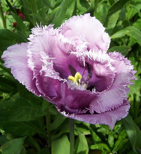 Fondation Claude Monet - Giverny Fondation Claude Monet - Giverny