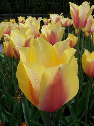 Fondation Claude Monet - Giverny Fondation Claude Monet - Giverny