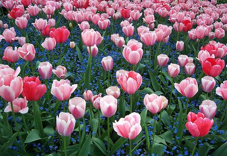 Fondation Claude Monet - Giverny Fondation Claude Monet - Giverny