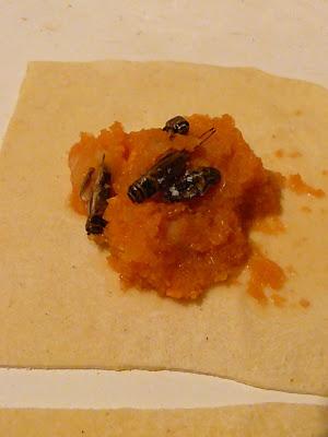 Wotons Grillons et vers de farine Wotons Grillons et vers de farine