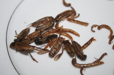 Wotons Grillons et vers de farine Wotons Grillons et vers de farine