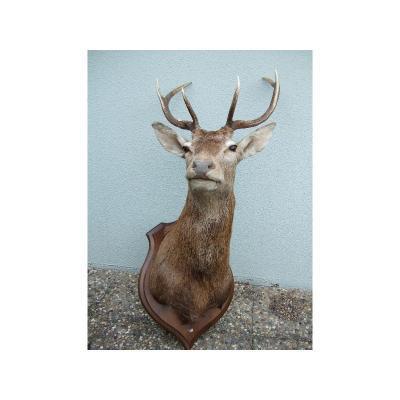 Wishlist Déco __1_Cerf-empaille