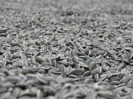 Ceux qui chinent en passant Rahmy26.jpg