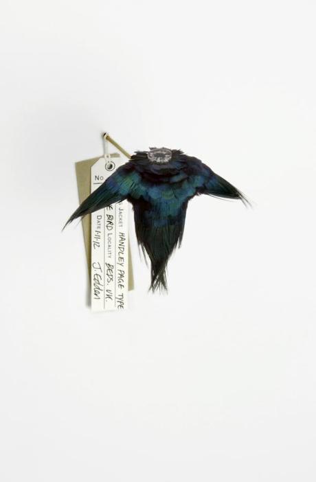 Jane Edden – Flying jackets – Ornithomorph exibition