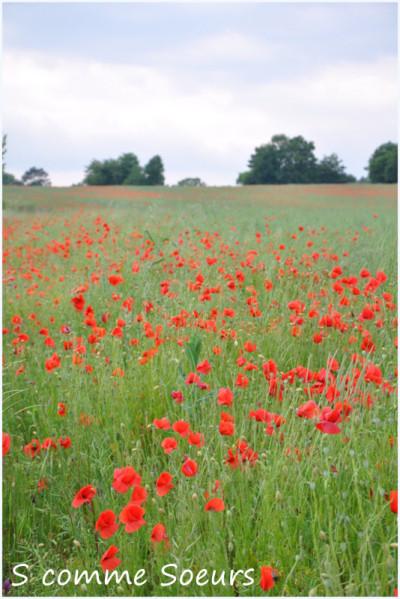 Croquettes de poulet à la tomme du Jura deco 0712