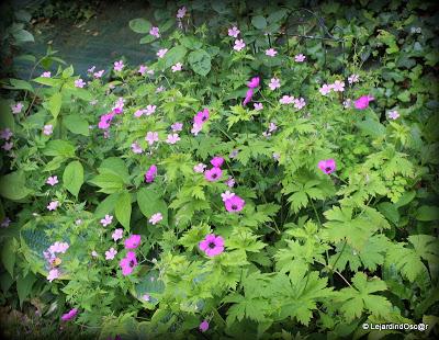 La saison semble s'installer, certes, à petits pas, mais ... La saison semble s'installer, certes, à petits pas, mais ...
