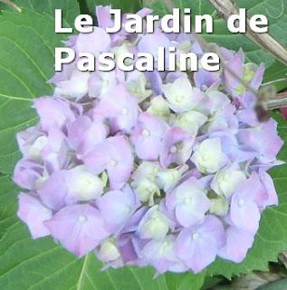 Défi hortensia : une réussite ! Défi hortensia : une réussite !