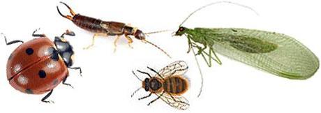 L’hôtel à insectes hotel a insectes