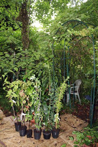 Encore des fruits 1 veneux 27 juin 2013 008.jpg