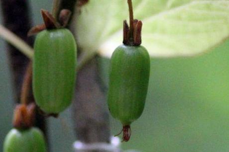 Encore des fruits 6 actinidia kolomikta fem fruits veneux 27 juin 2013 002 (1).jpg