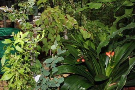 Encore des fruits 2 veneux 27 juin 2013 012.jpg