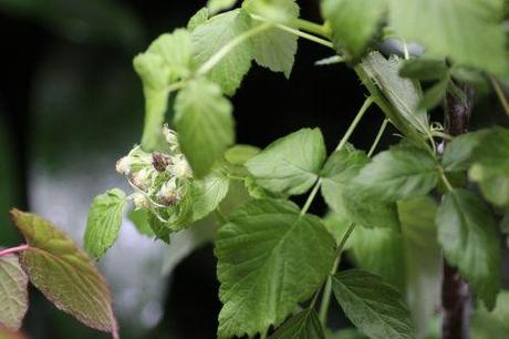 Encore des fruits rubus occidentalis veneux 27 juin 2013 006.jpg