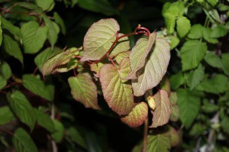 Encore des fruits 4 actinidia kolomikta veneux 27 juin 2013 010.jpg