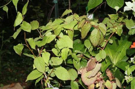Encore des fruits 3 actinidia kolomikta veneux 27 juin 2013 011.jpg