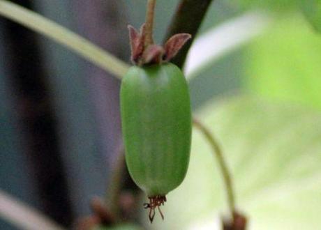 Encore des fruits 7 actinidia kolomikta fem fr veneux 27 juin 2013 001.jpg