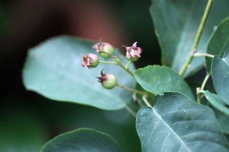Encore des fruits amelanchier spicata veneux 27 juin 2013 007.jpg