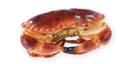Quels aliments pour une bonne nutrition santé ? crabe tresor mers aliment nutrition sante