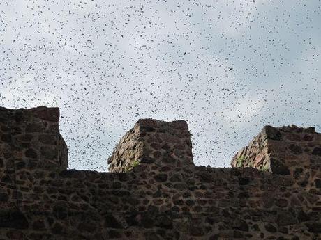 La France - Villerest - Les abeilles Les-abeilles 1317