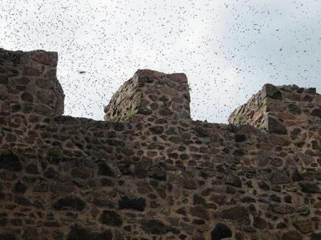 La France - Villerest - Les abeilles Les-abeilles 1319