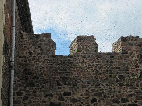 La France - Villerest - Les abeilles Les-abeilles 1316