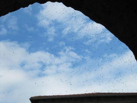 La France - Villerest - Les abeilles Les-abeilles 1324