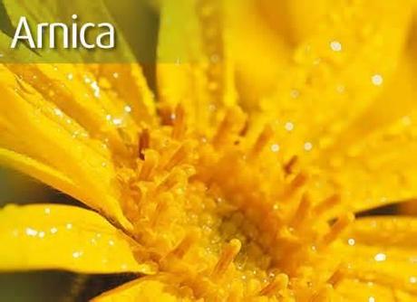 483- L’autre, l’ennemi : toi. 483- L'autre, l'ennemi : toi. arnica