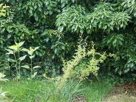 Promenade dans une partie plus sauvage du jardin