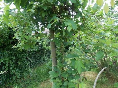 Promenade dans une partie plus sauvage du jardin