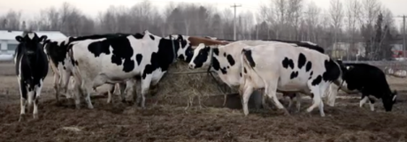 ferme élevage économie ferme élevage économie