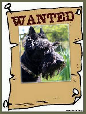 Coin potager... Coin potager...