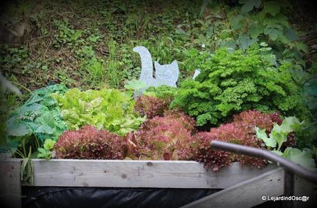 Coin potager... Coin potager...